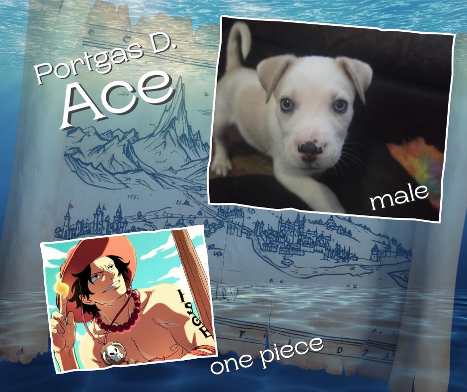 One Piece Litter - Portgas D. Ace, Adoptable, Puppy Male Mixed Breed.