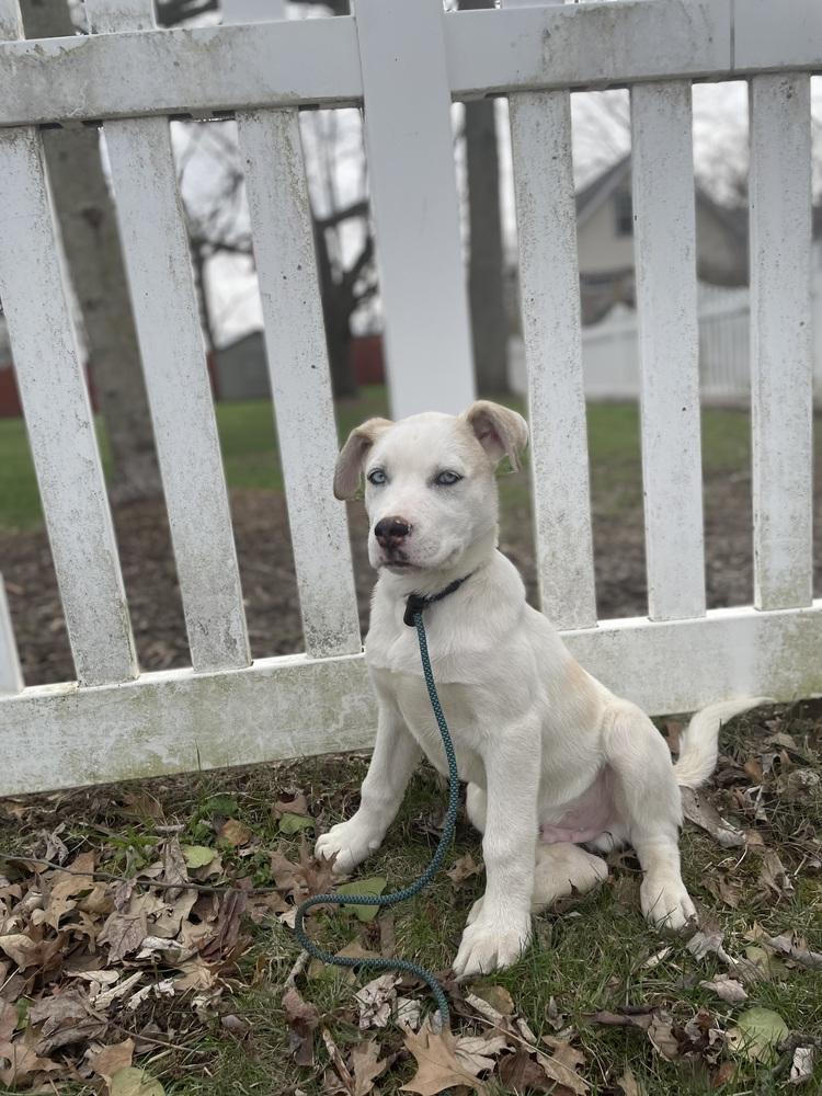 Enlarge One Piece Litter - Portgas D. Ace, a Adoptable mixed breed in Columbus, OH image 2/6