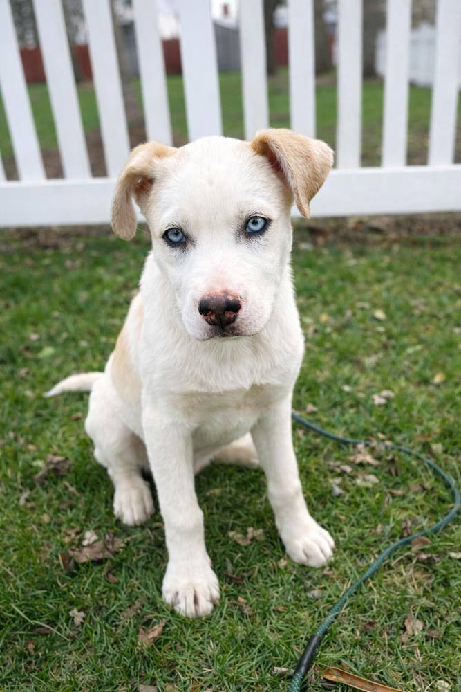 Enlarge One Piece Litter - Portgas D. Ace, a Adoptable mixed breed in Columbus, OH image 3/6