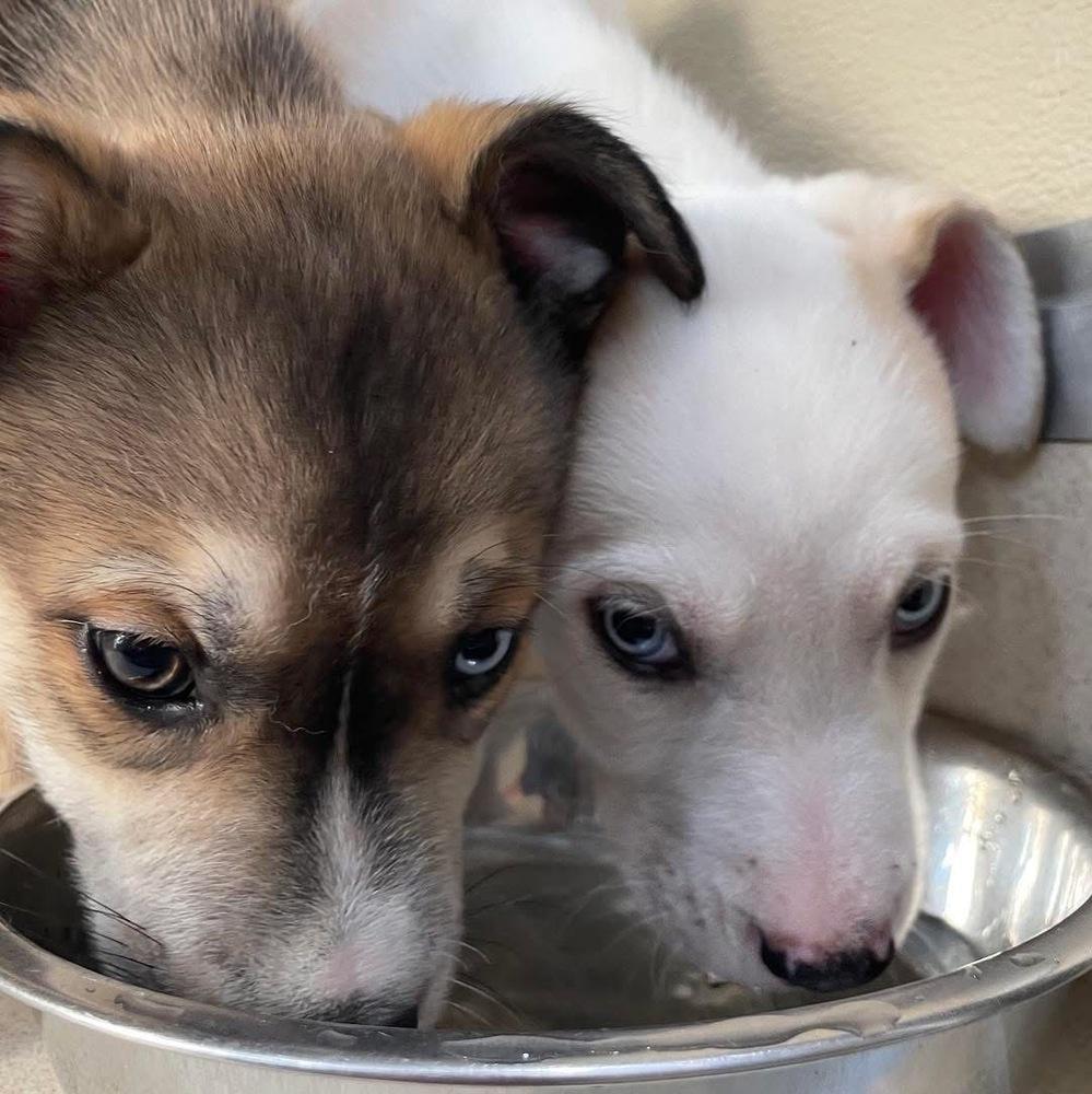 One Piece Litter - Portgas D. Ace, a Adoptable mixed breed in Columbus, OH image 2/6