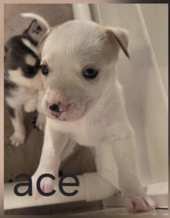 One Piece Litter - Portgas D. Ace, a Adoptable mixed breed in Columbus, OH image 3/6