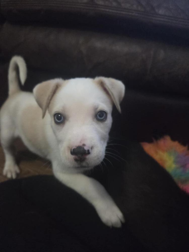 One Piece Litter - Portgas D. Ace, a Adoptable mixed breed in Columbus, OH image 4/6