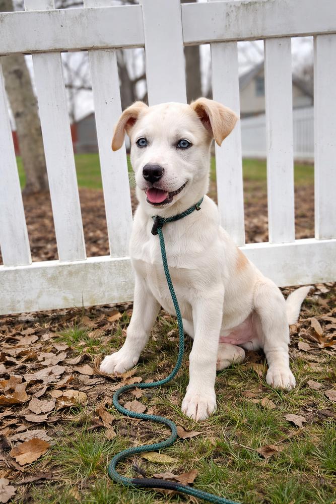 Enlarge One Piece Litter - Portgas D. Ace, a Adoptable mixed breed in Columbus, OH image 5/6