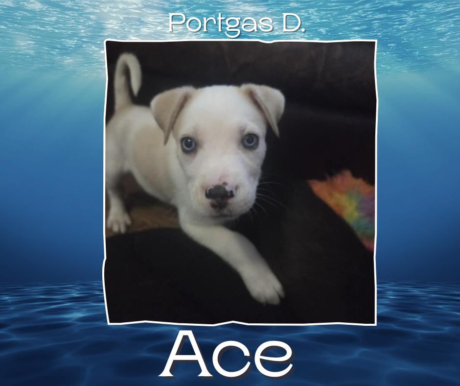 One Piece Litter - Portgas D. Ace, a Adoptable mixed breed in Columbus, OH image 5/6