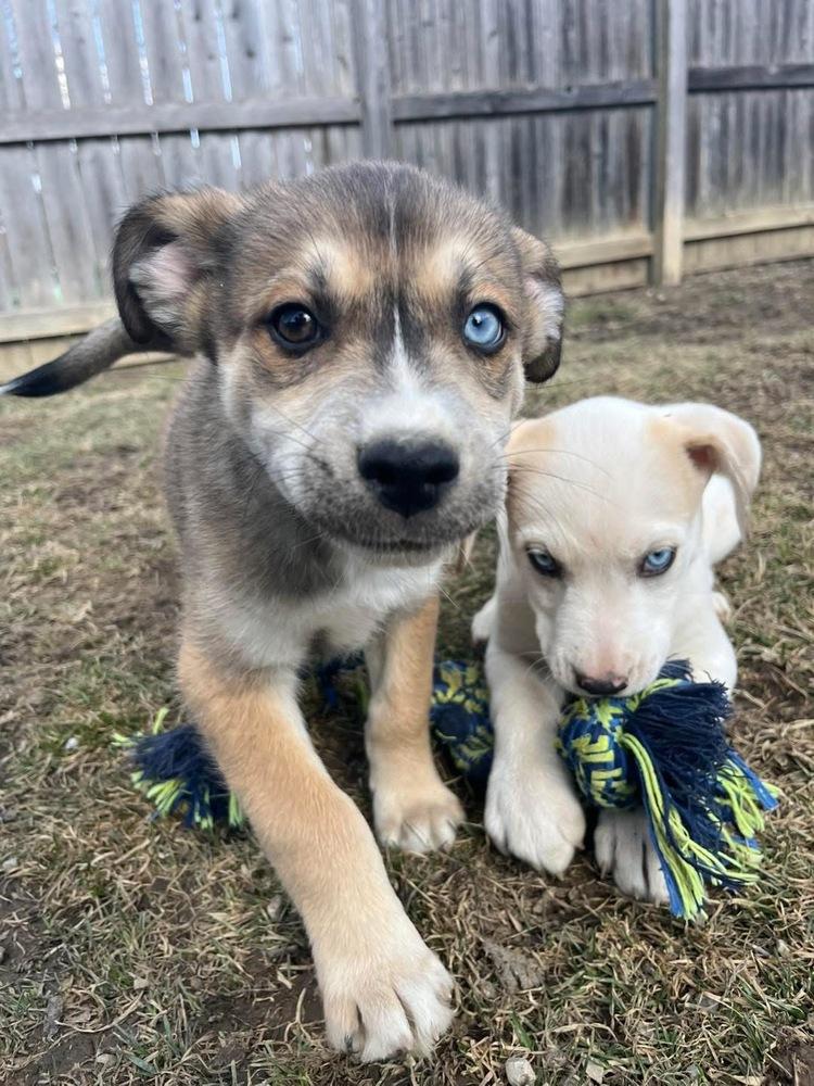 One Piece Litter - Portgas D. Ace, a Adoptable mixed breed in Columbus, OH image 6/6