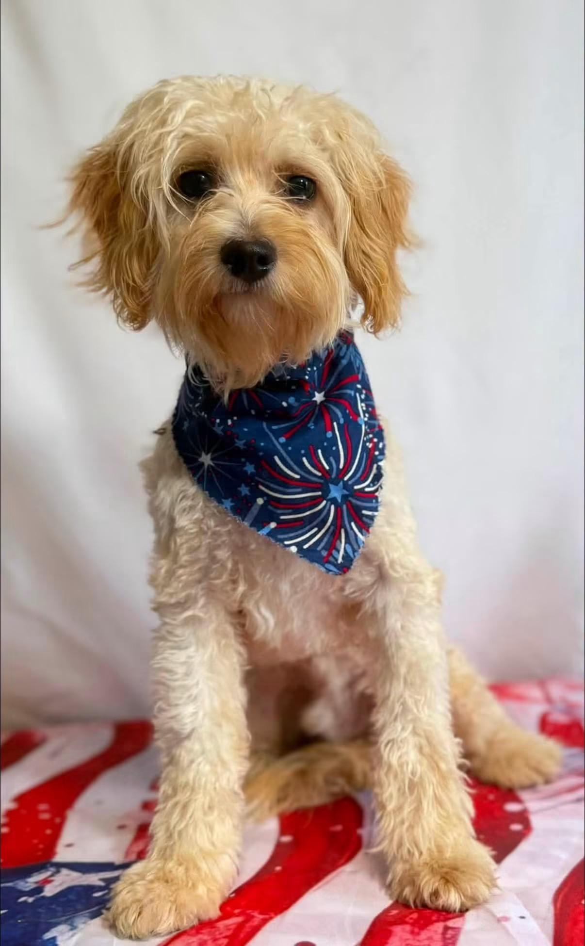 Fred, ADOPTABLE, Young Male Cavachon.