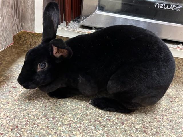 Enlarge TIKI, a Adoptable Bunny Rabbit in Colorado Springs, CO image 1/1