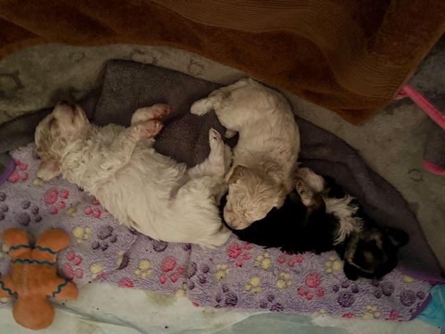 Charlotte, Emily and Anne Brontë , an adopted mixed breed in Dale, TX image 3/3