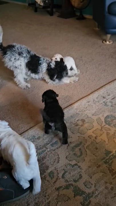 Enlarge Charlotte, Emily and Anne Brontë , an adopted mixed breed in Dale, TX video 2/3