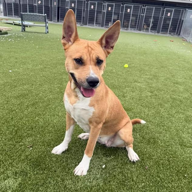 Riley, Adoptable, Young Female Carolina Dog.