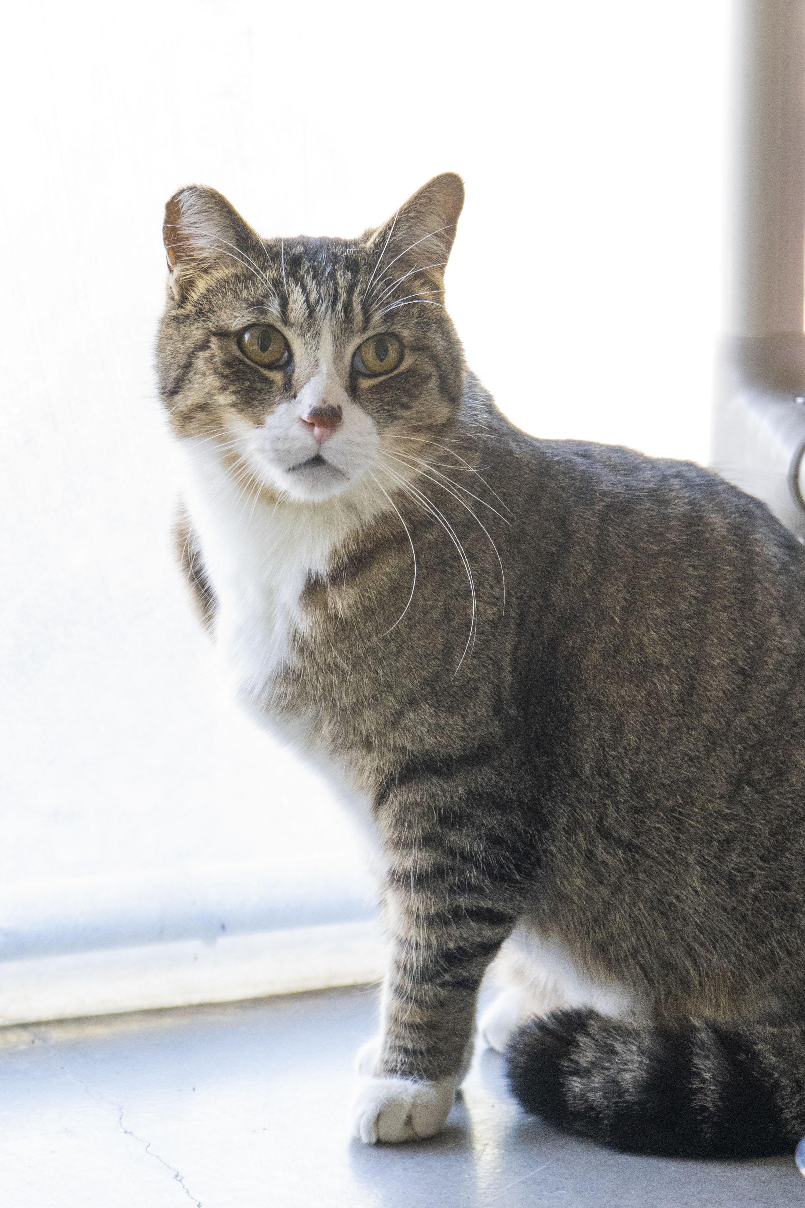 Thomas, a ADOPTABLE Domestic Short Hair in Boise, ID image 4/5