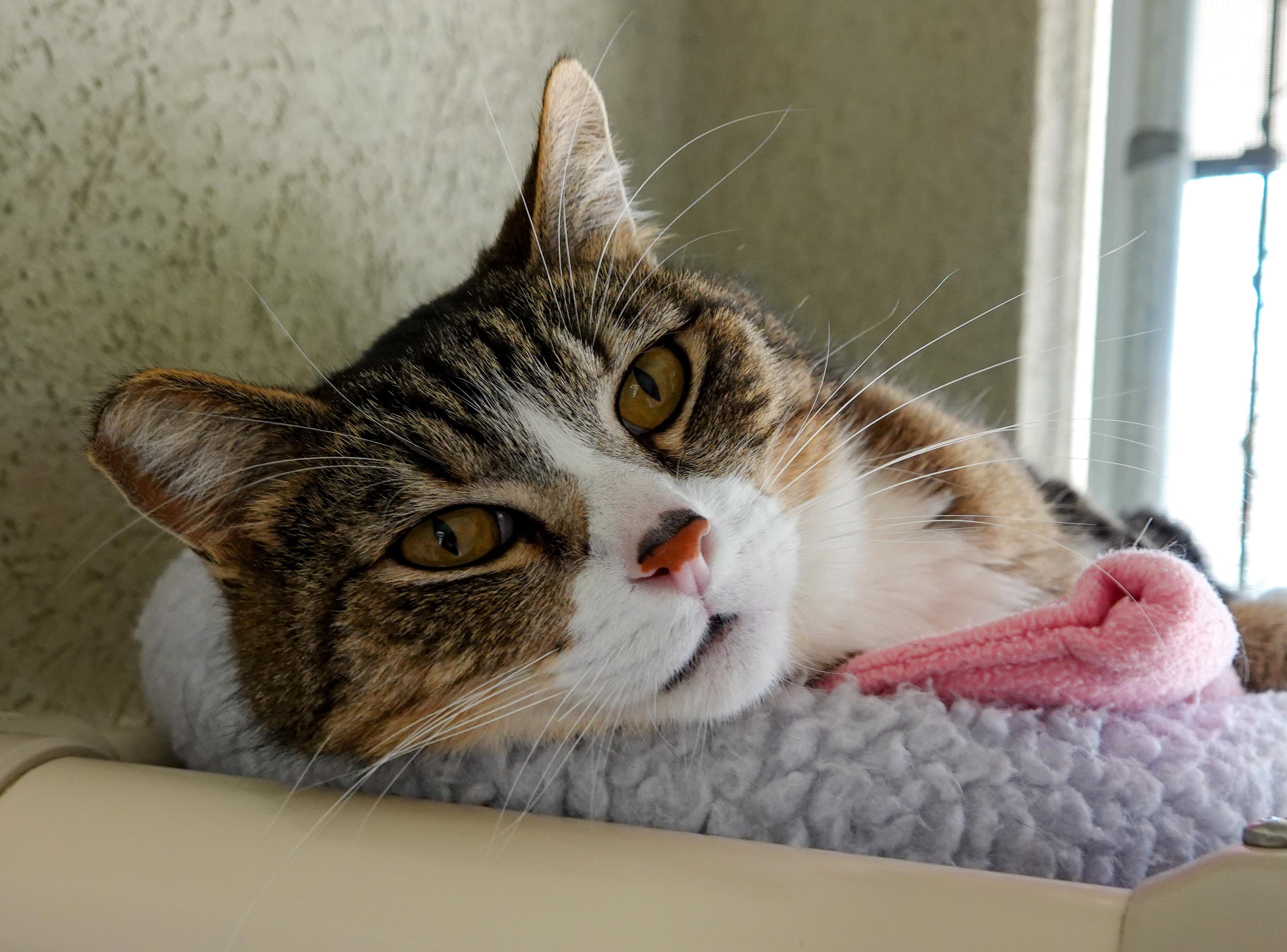 Thomas, a ADOPTABLE Domestic Short Hair in Boise, ID image 2/5