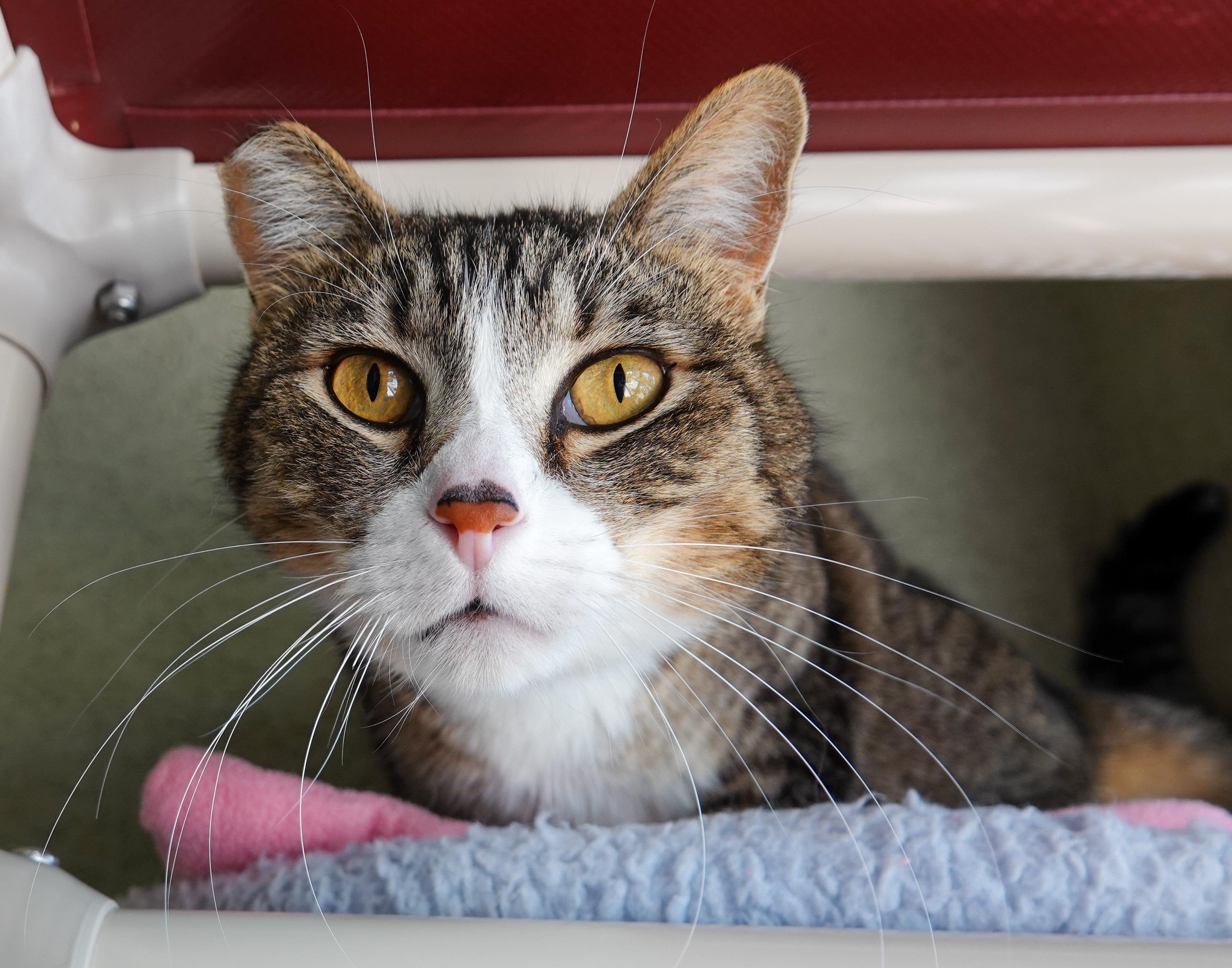 Thomas, a ADOPTABLE Domestic Short Hair in Boise, ID image 1/5