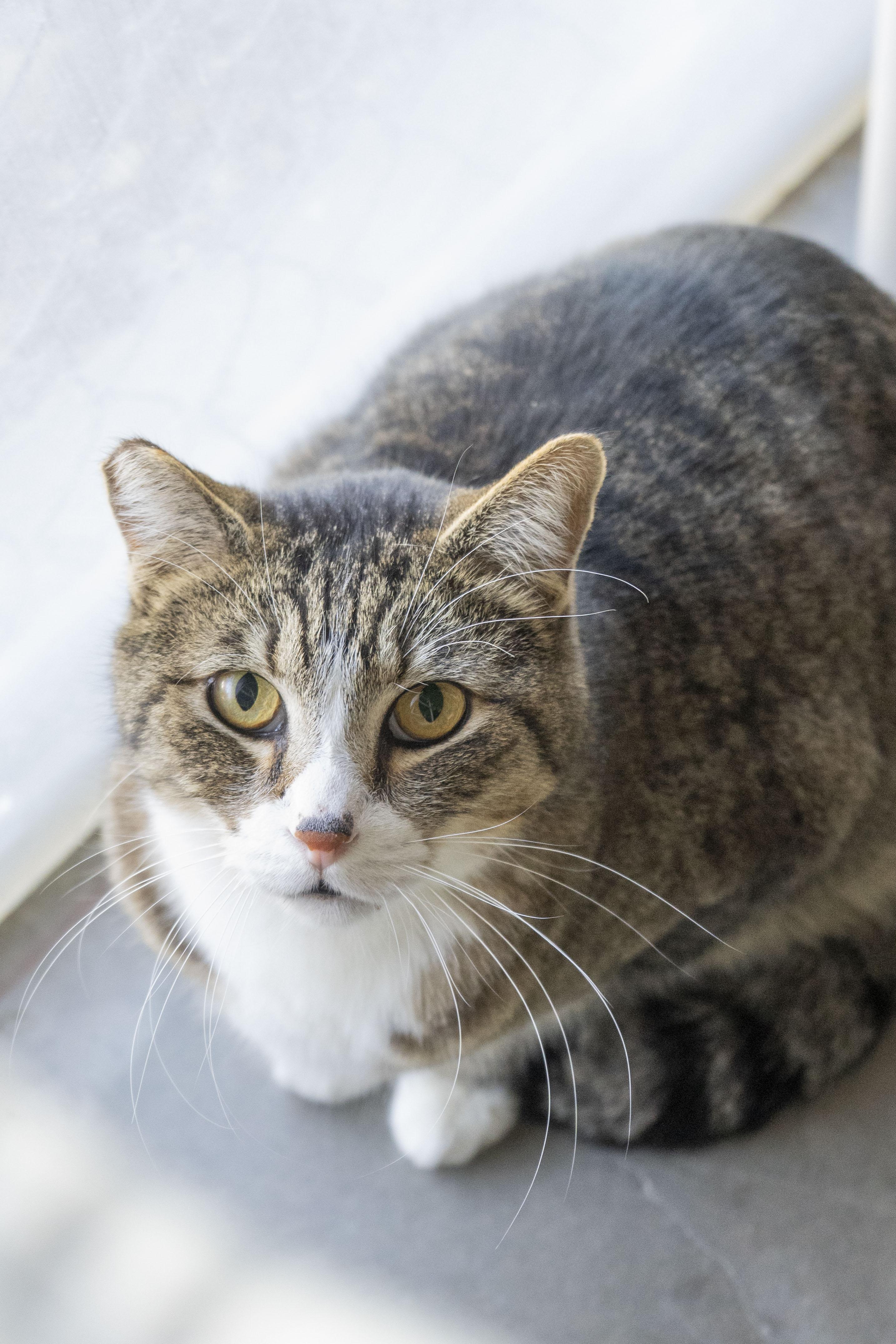 Thomas, a ADOPTABLE Domestic Short Hair in Boise, ID image 5/5