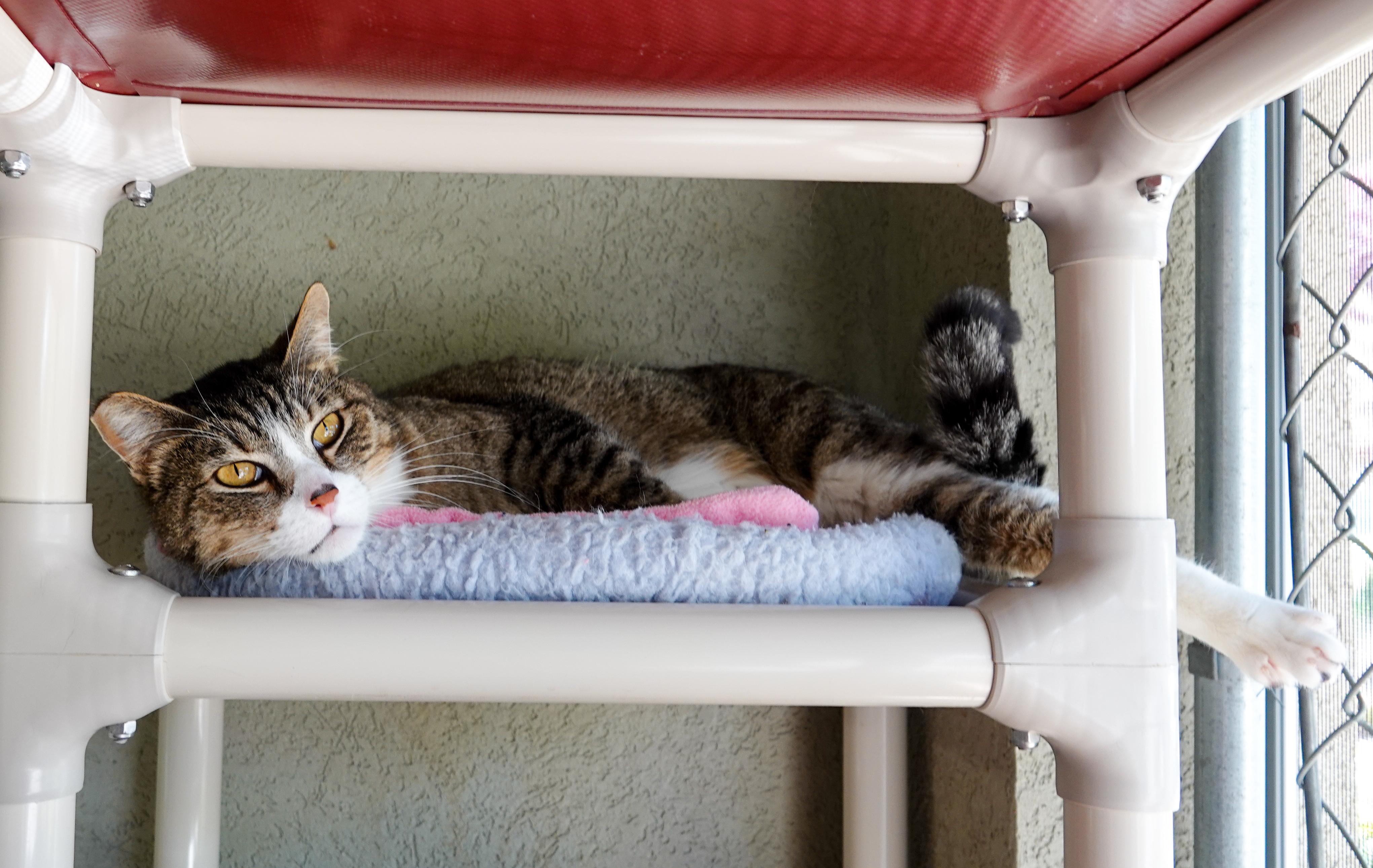 Thomas, a ADOPTABLE Domestic Short Hair in Boise, ID image 3/5