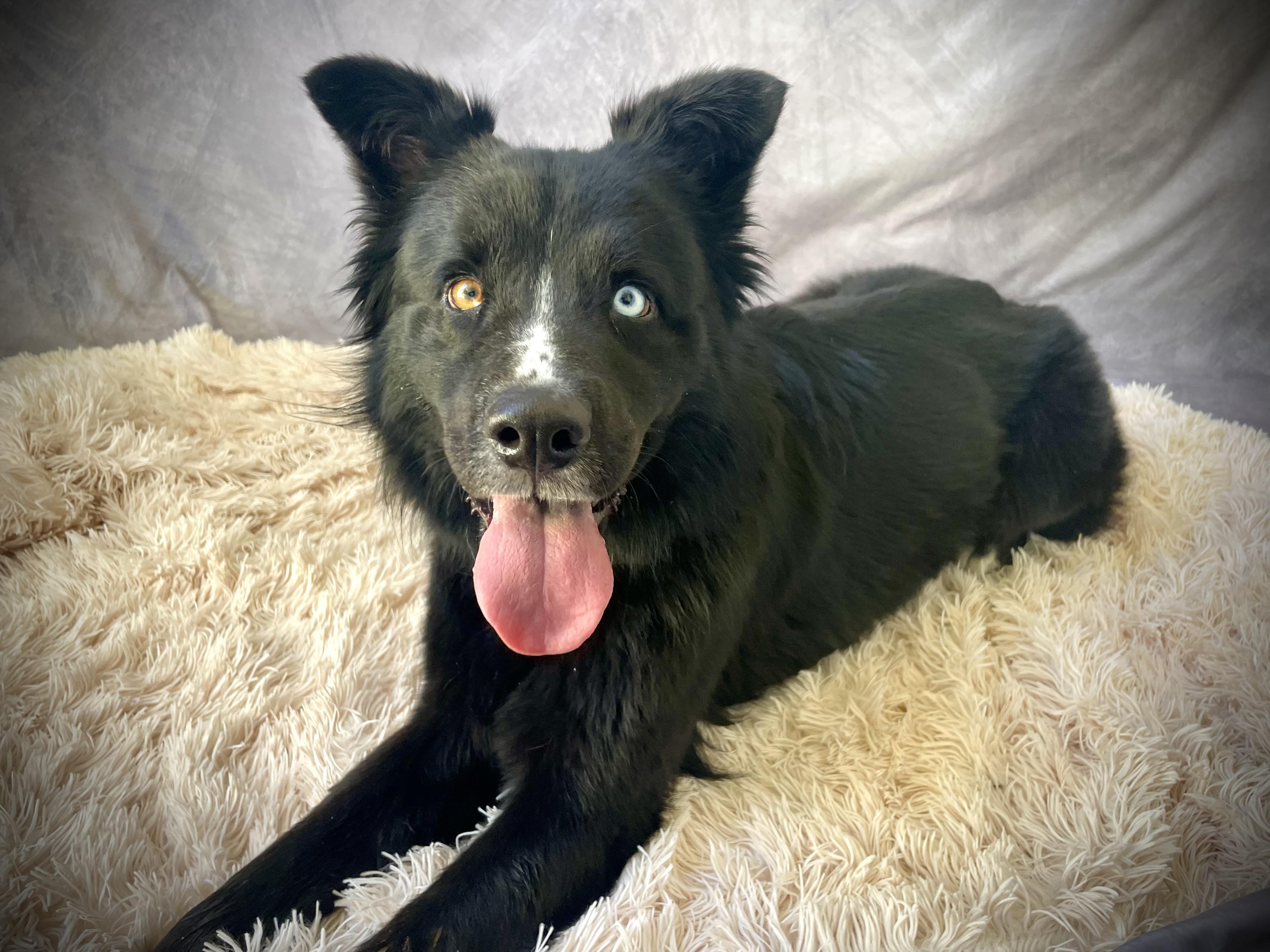 Aubrey, Adopted, Adult Female Border Collie.