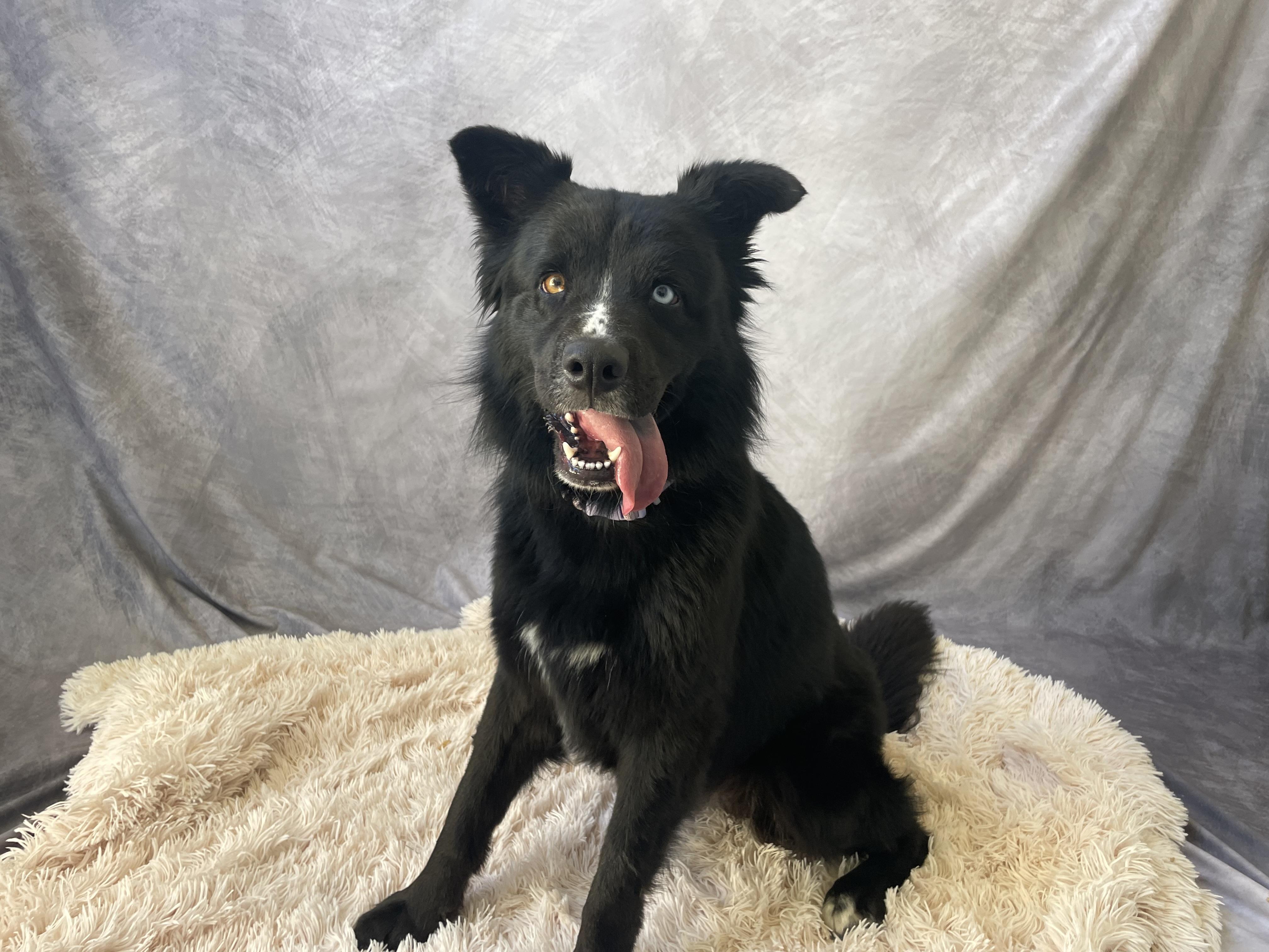 Enlarge Aubrey, a Adopted mixed breed in Salinas, CA image 4/6