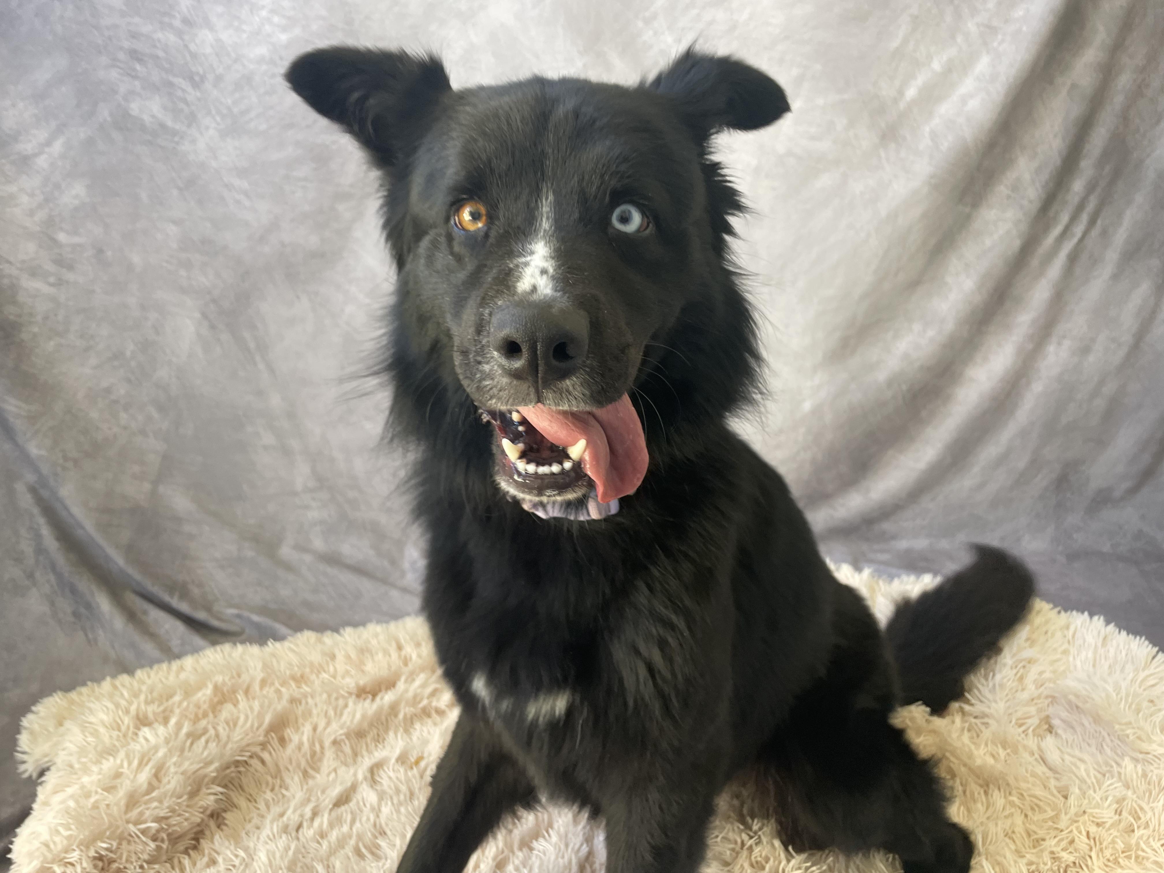 Enlarge Aubrey, a Adopted mixed breed in Salinas, CA image 5/6