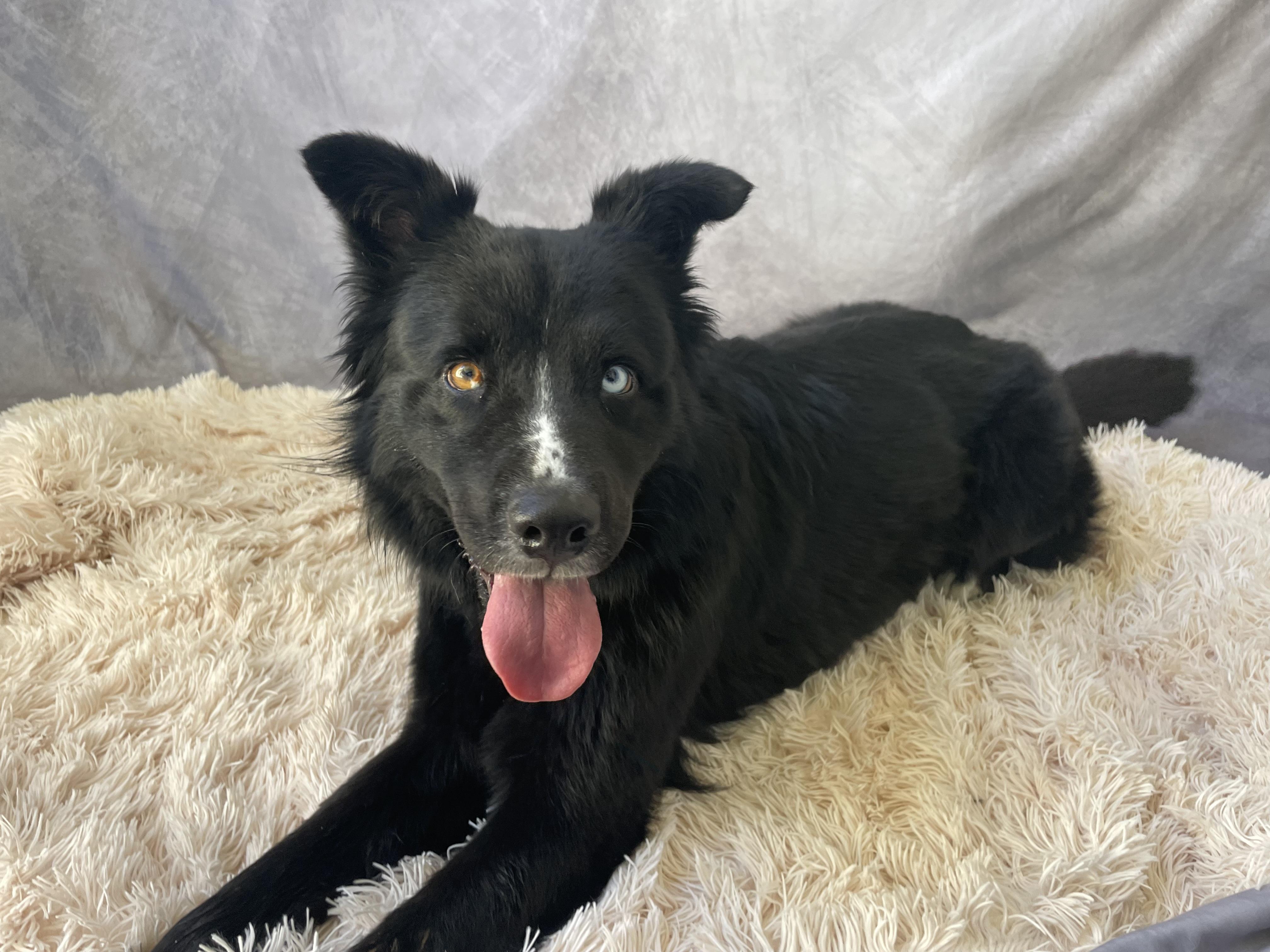 Enlarge Aubrey, a Adopted mixed breed in Salinas, CA image 2/6