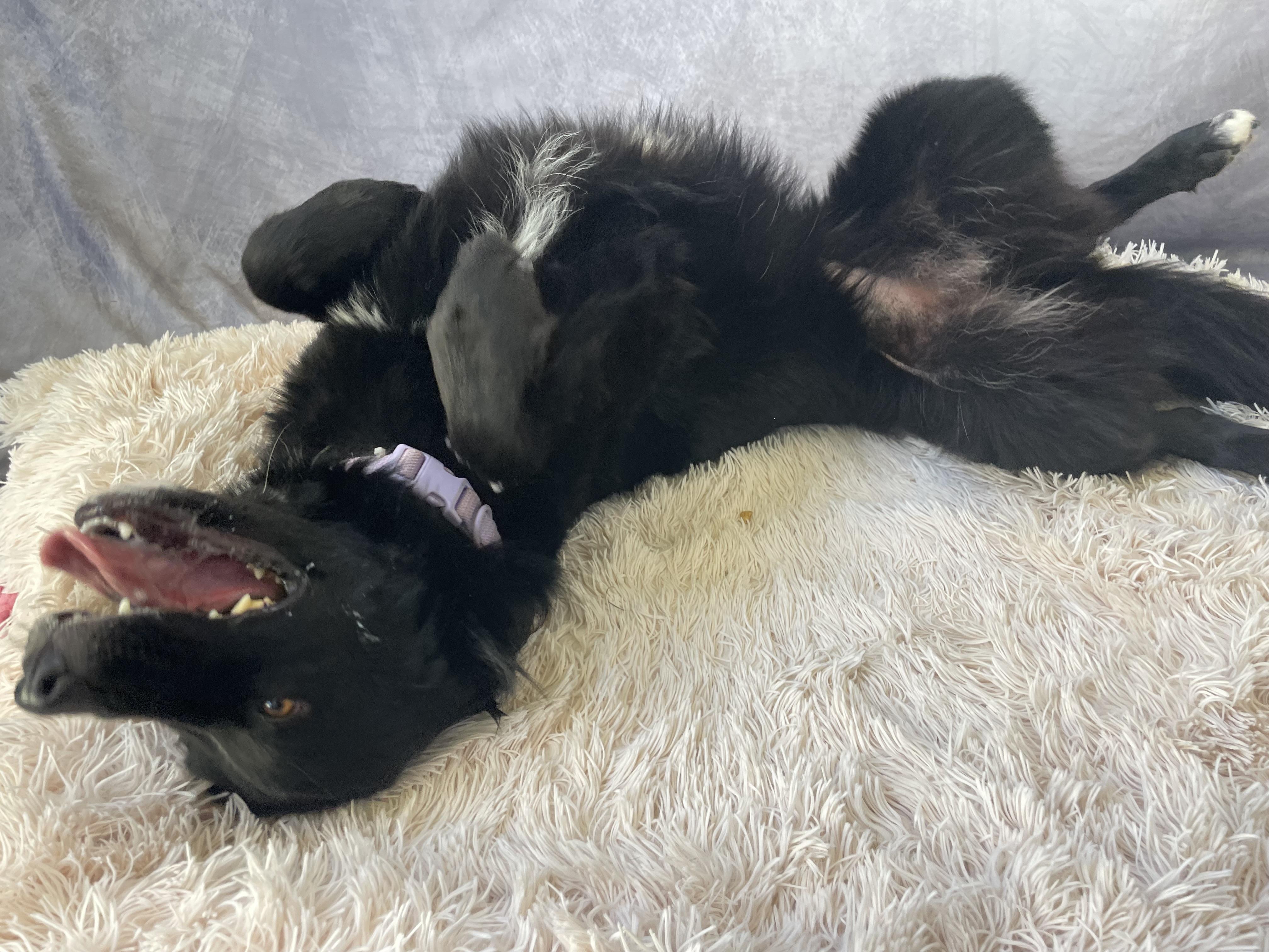 Enlarge Aubrey, a Adopted mixed breed in Salinas, CA image 3/6