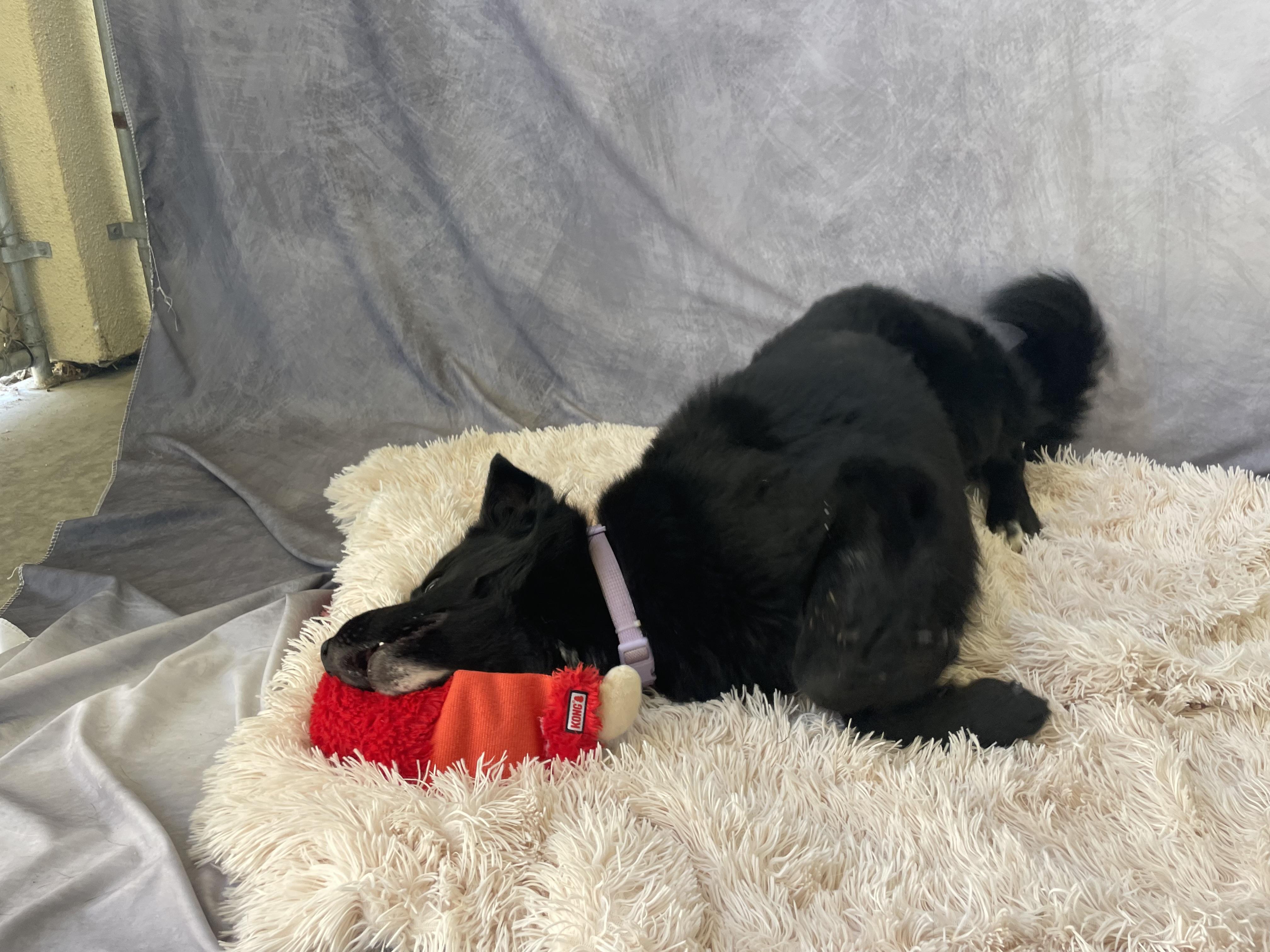 Enlarge Aubrey, a Adopted mixed breed in Salinas, CA image 6/6