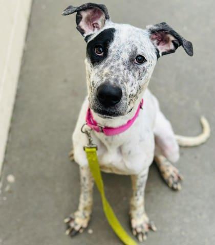 Polka Dot — thumbnail 2