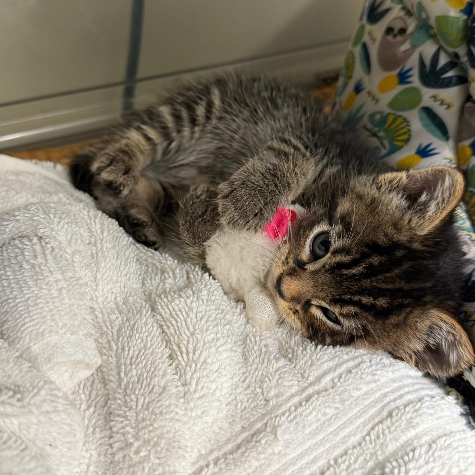 Enlarge Ponyo, a Adoptable mixed breed in Kent, WA image 4/6