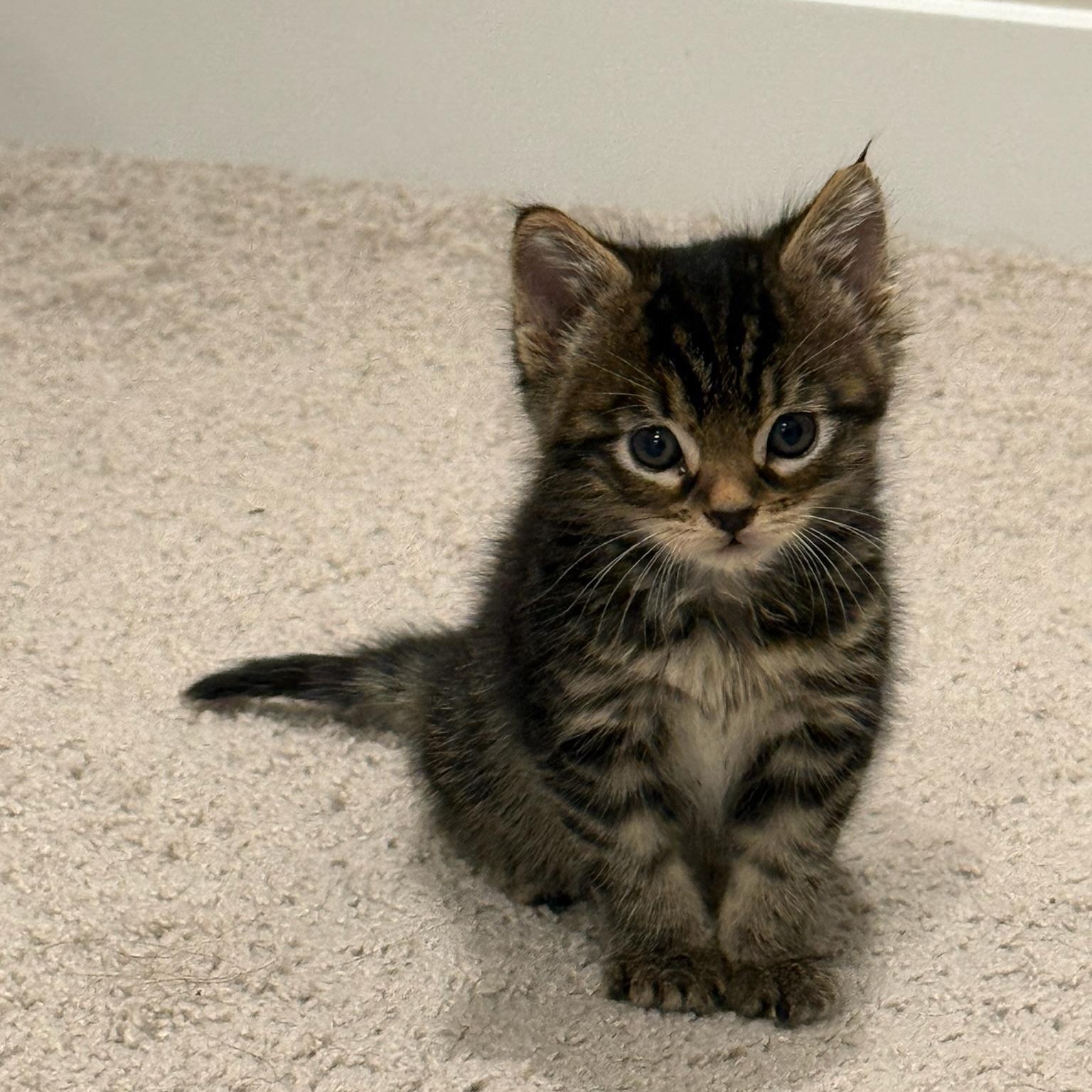 Ponyo, Adoptable, Kitten Female Scottish Fold & Domestic Long Hair.