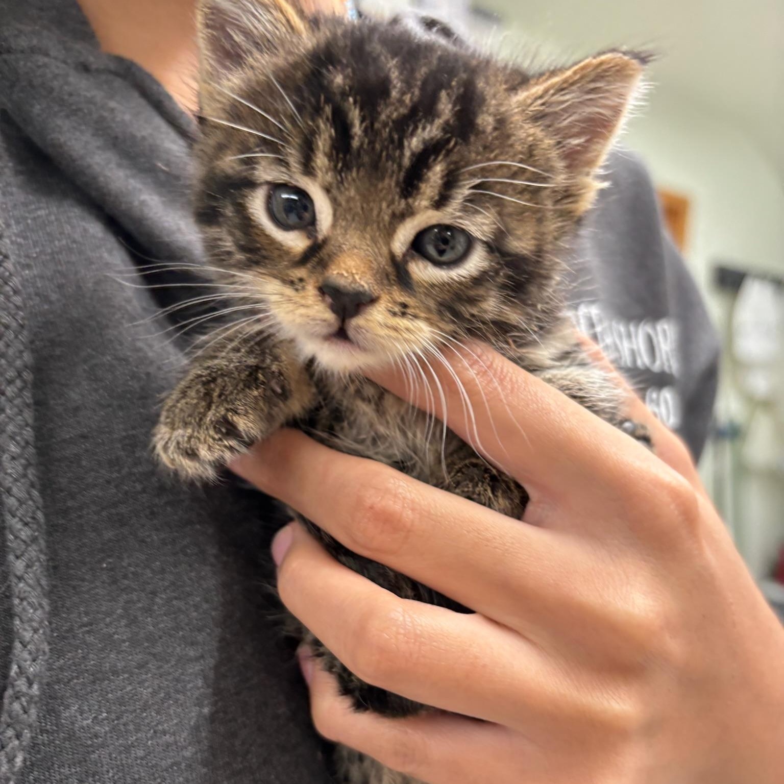 Enlarge Ponyo, a Adoptable mixed breed in Kent, WA image 6/6