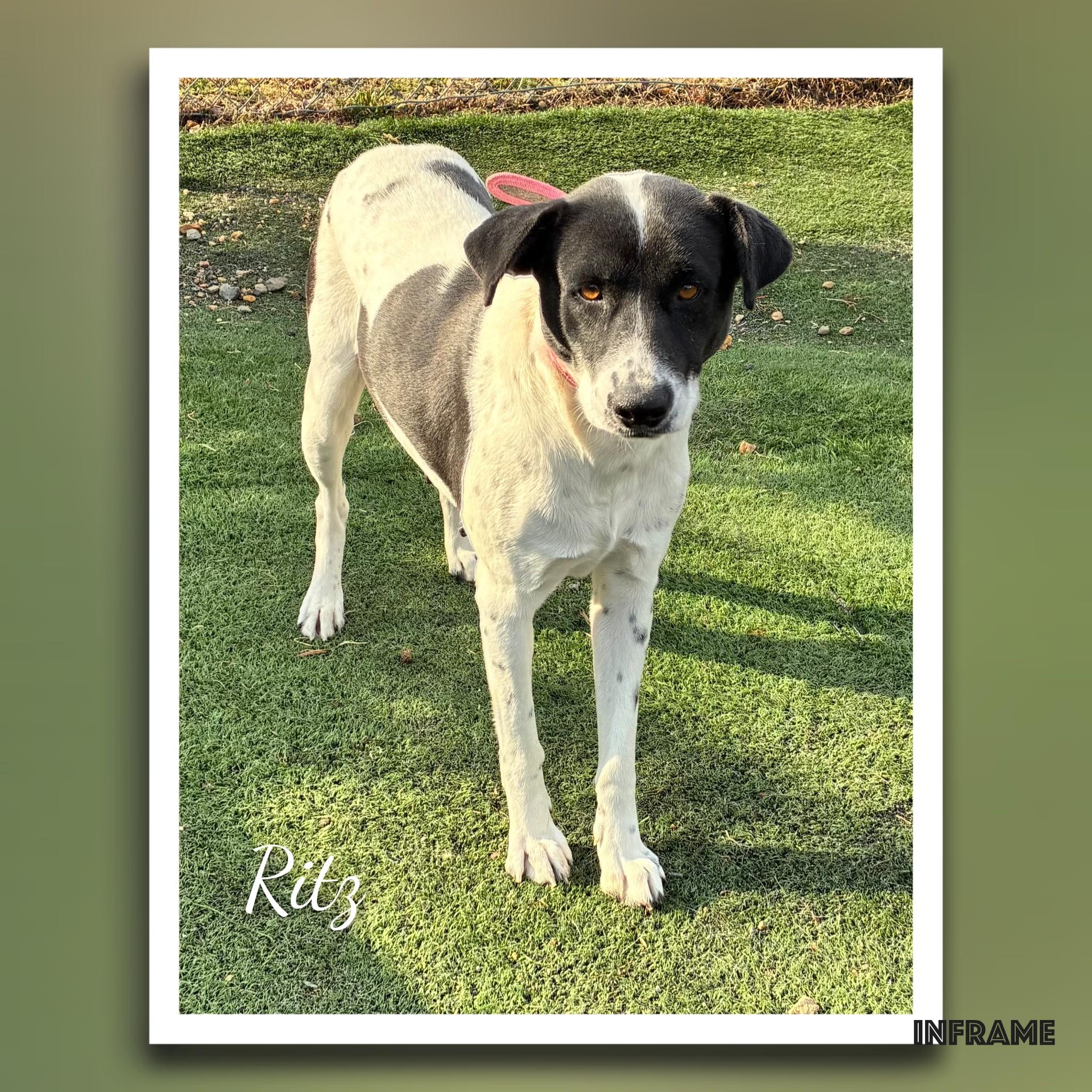 Ritz, ADOPTABLE, Adult Female Mixed Breed.