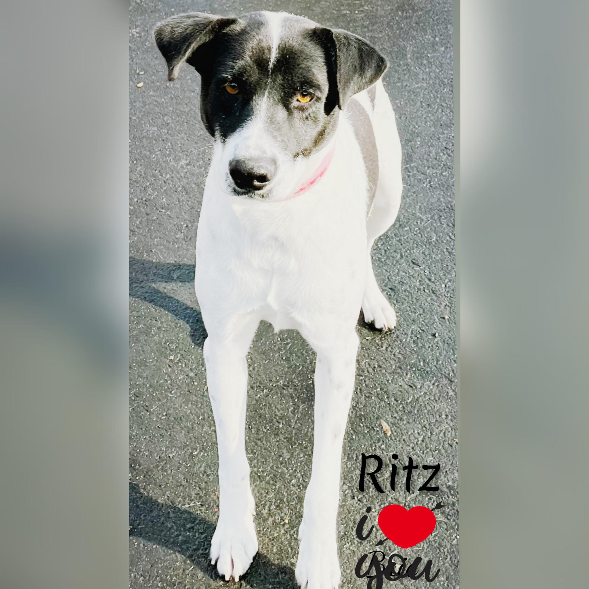 Enlarge Ritz, a ADOPTABLE Mixed Breed in Fredericksburg, VA image 2/6