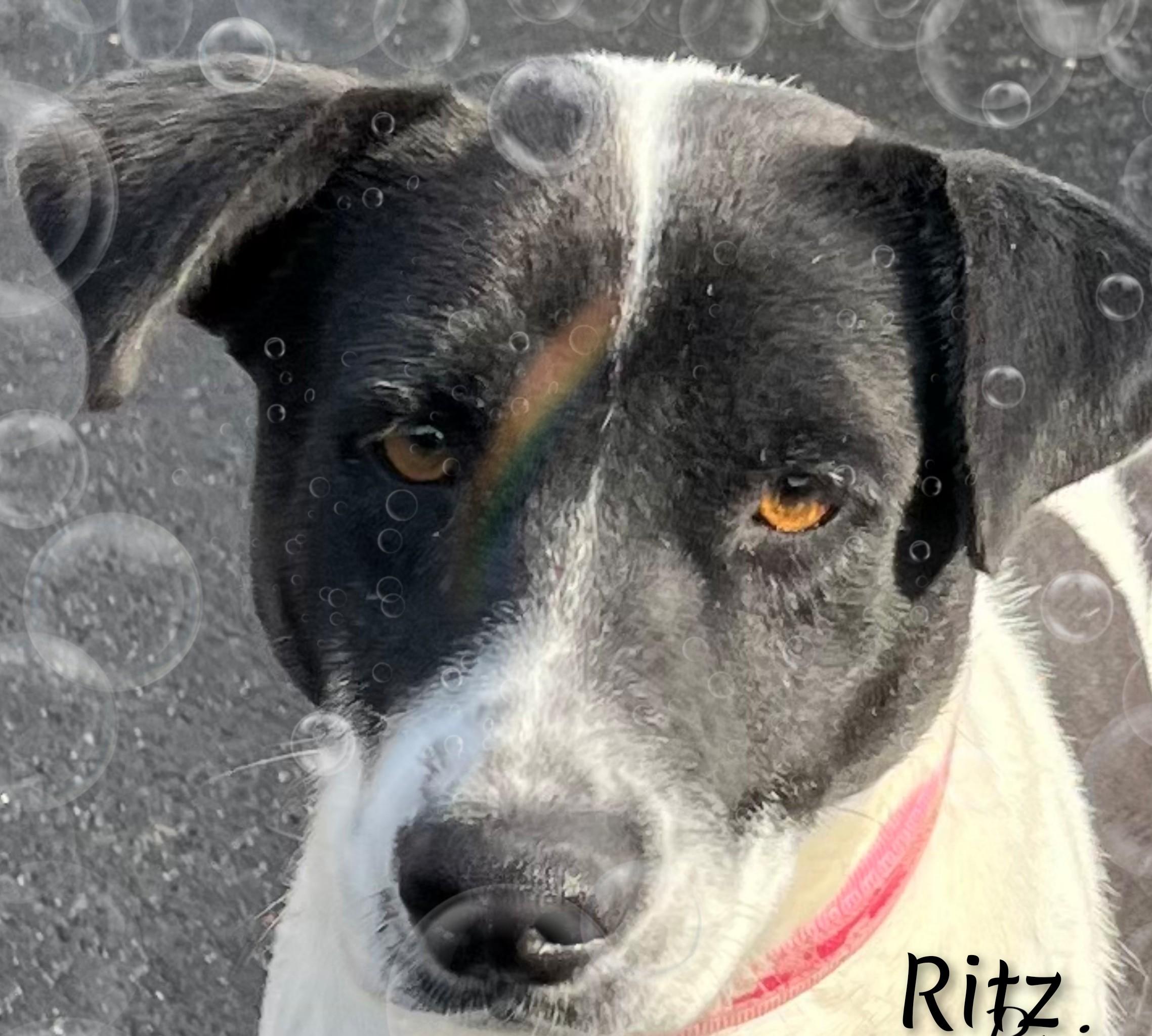 Enlarge Ritz, a ADOPTABLE Mixed Breed in Fredericksburg, VA image 6/6