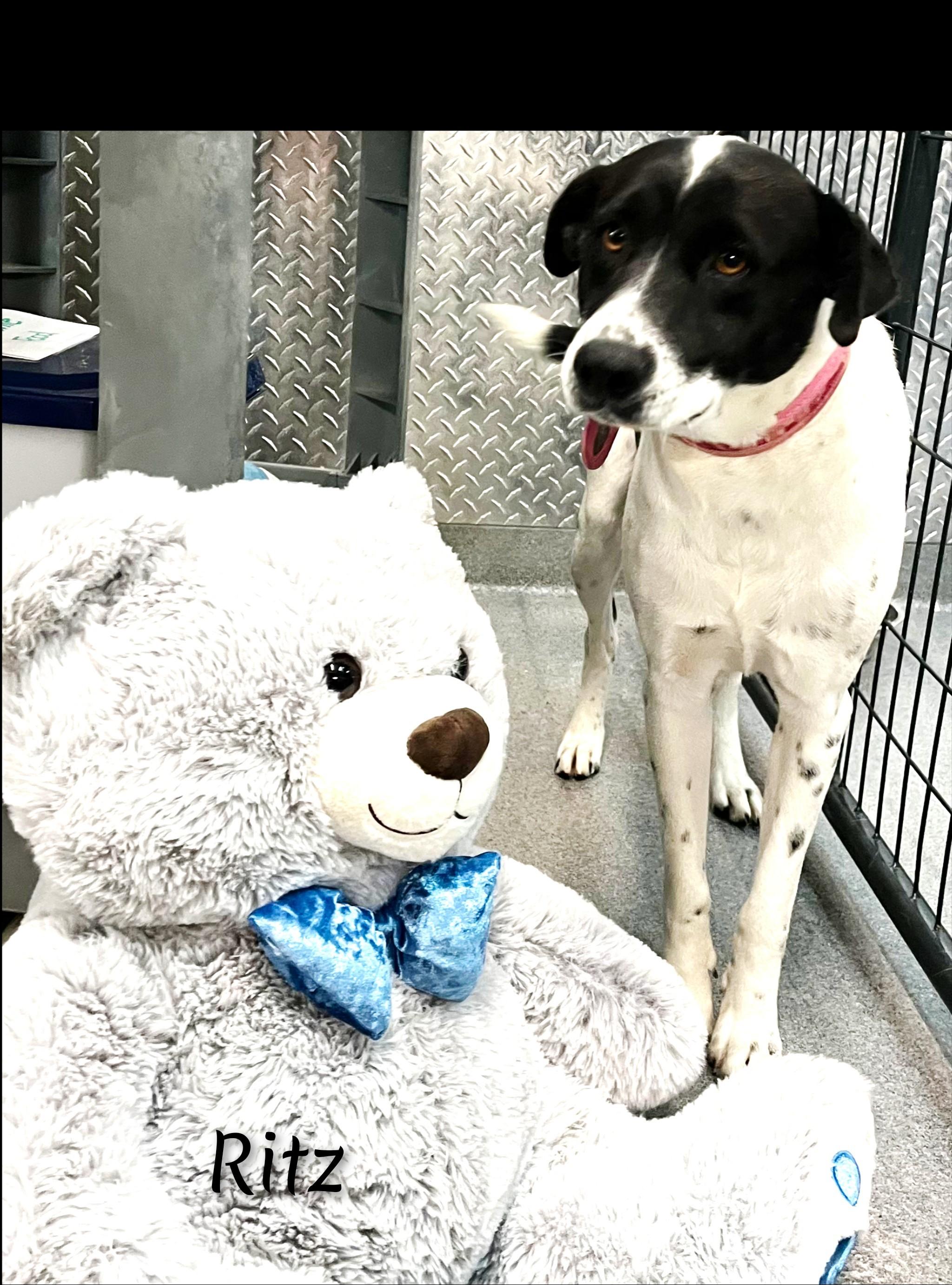 Enlarge Ritz, a ADOPTABLE Mixed Breed in Fredericksburg, VA image 4/6
