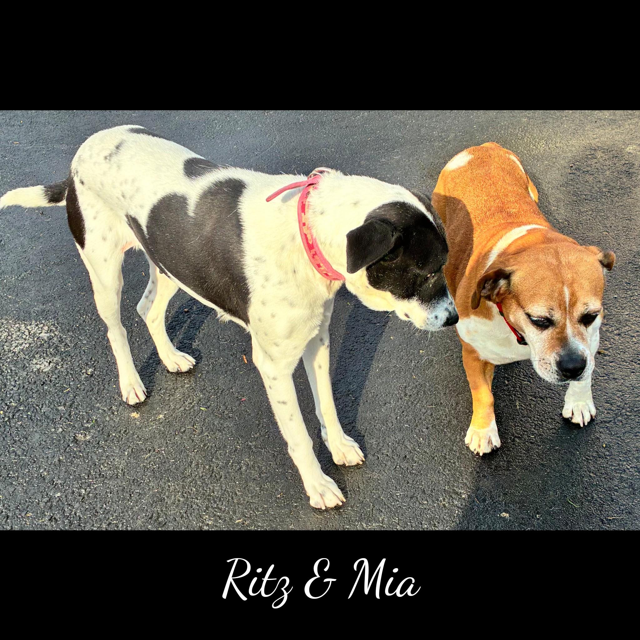 Enlarge Ritz, a ADOPTABLE Mixed Breed in Fredericksburg, VA image 3/6