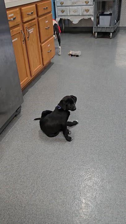 Enlarge Ritz, a ADOPTABLE Mixed Breed in Fredericksburg, VA video 5/6
