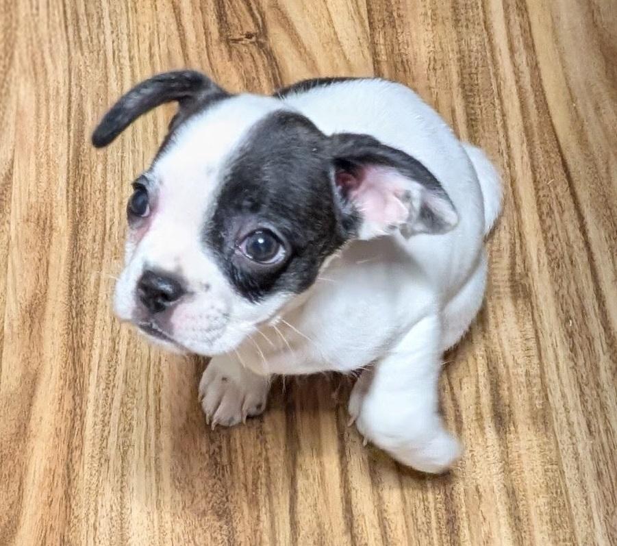 Juliette - central Arizona, Adopted, Puppy Female French Bulldog & Boston Terrier.