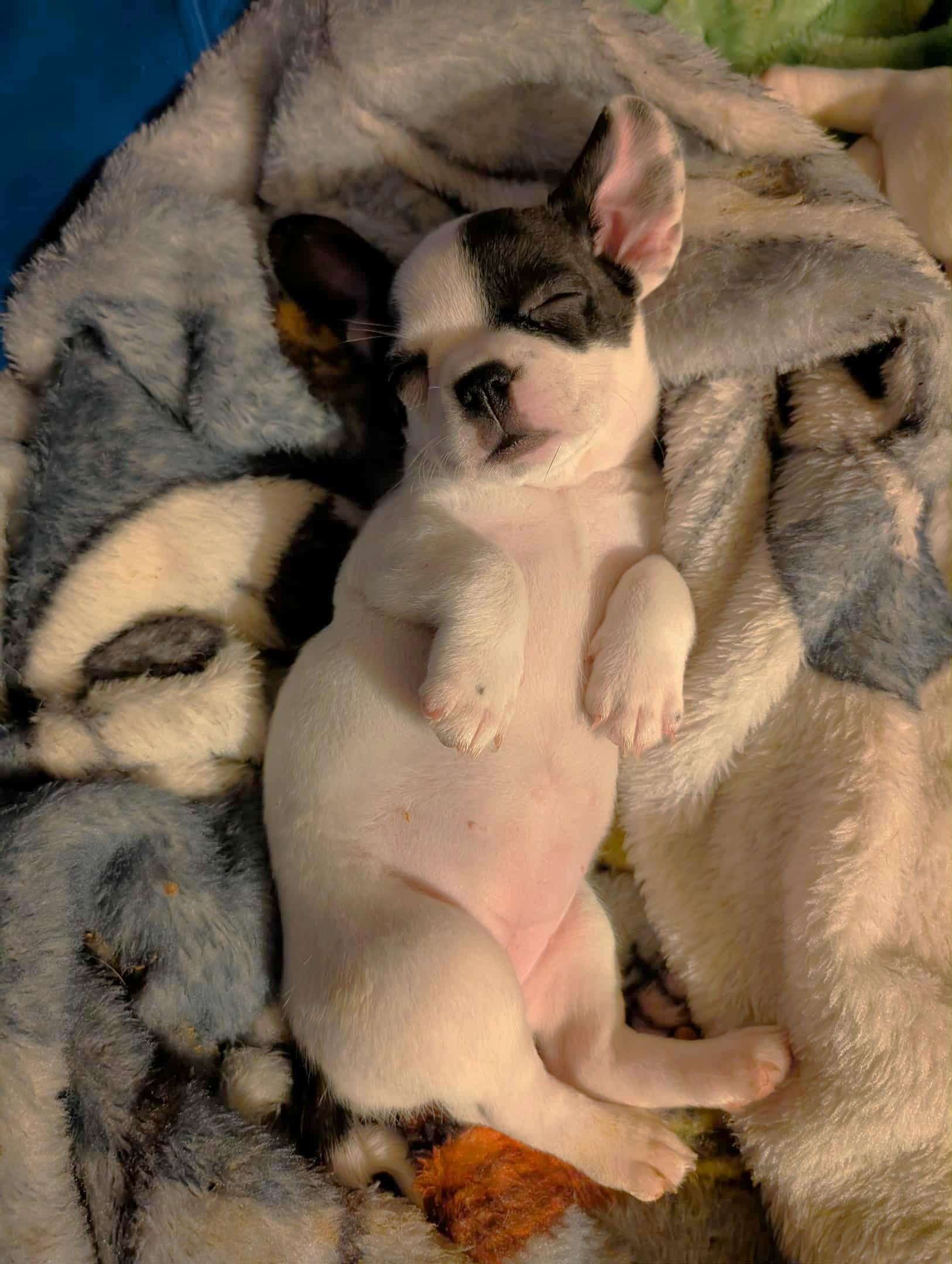 Juliette - central Arizona, a Adopted mixed breed in Mayer, AZ image 2/4