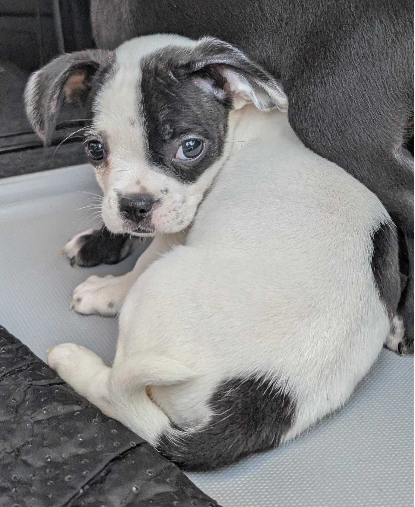 Juliette - central Arizona, a Adopted mixed breed in Mayer, AZ image 3/4