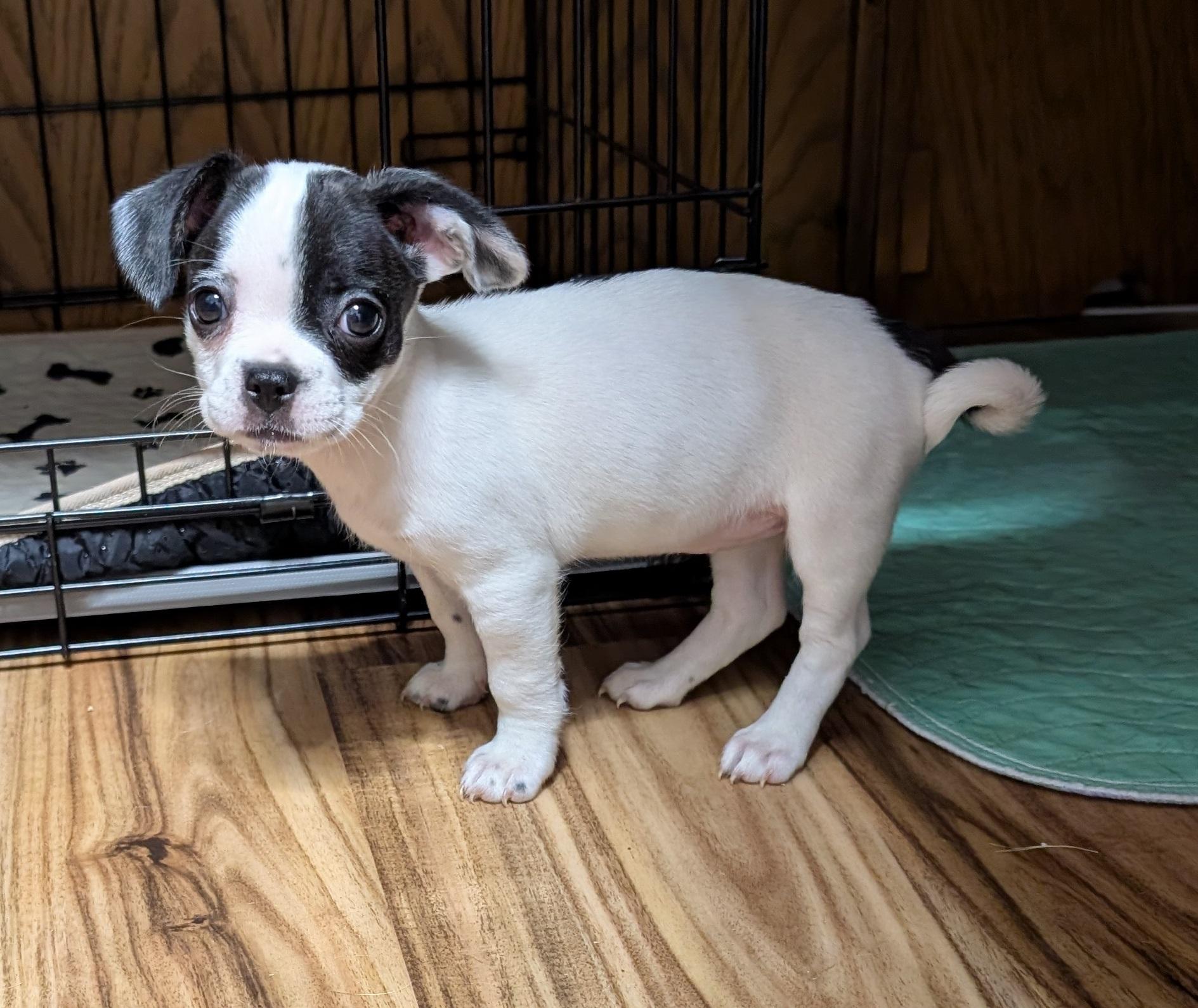 Juliette - central Arizona, a Adopted mixed breed in Mayer, AZ image 4/4