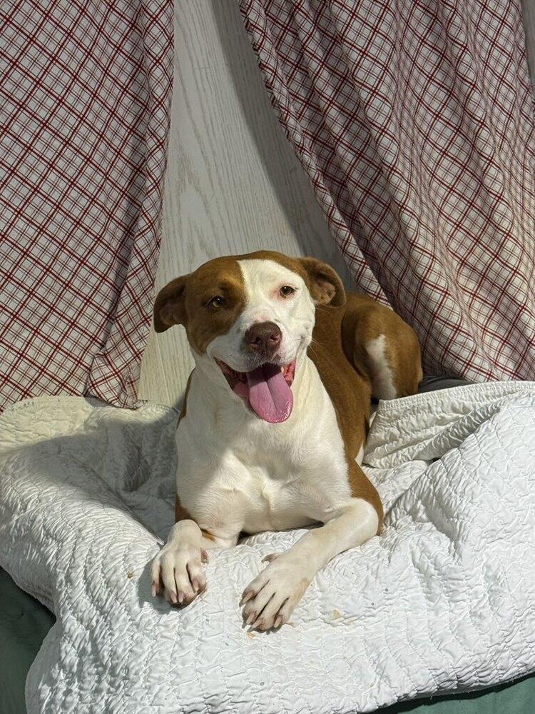 Enlarge Rose, a Adoptable mixed breed in Opelousas, LA image 2/2