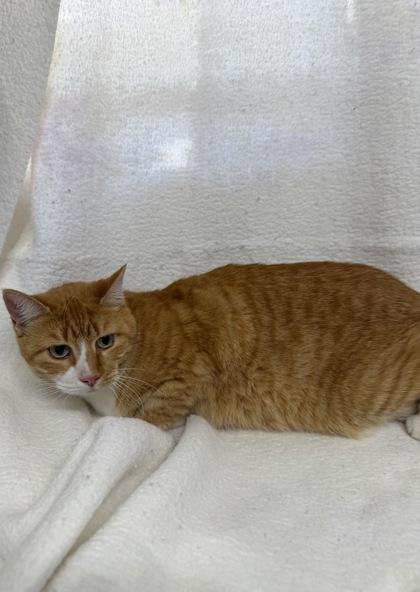 Delilah, a Adoptable Domestic Short Hair in McCook, NE image 1/2