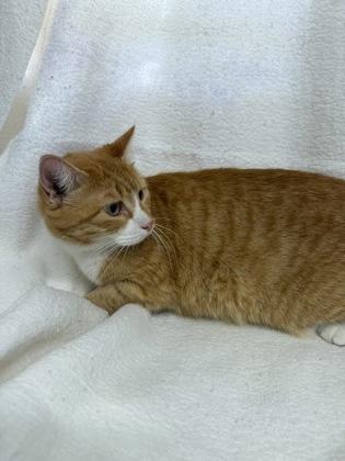 Delilah, a Adoptable Domestic Short Hair in McCook, NE image 2/2