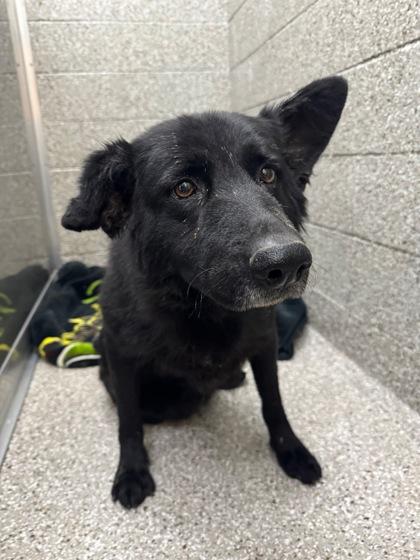 Dusty, Adoptable, Adult Female German Shepherd Dog & Mixed Breed.