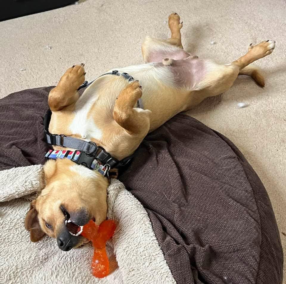 Harry, a Adopted Dachshund in Springville, NY image 3/3
