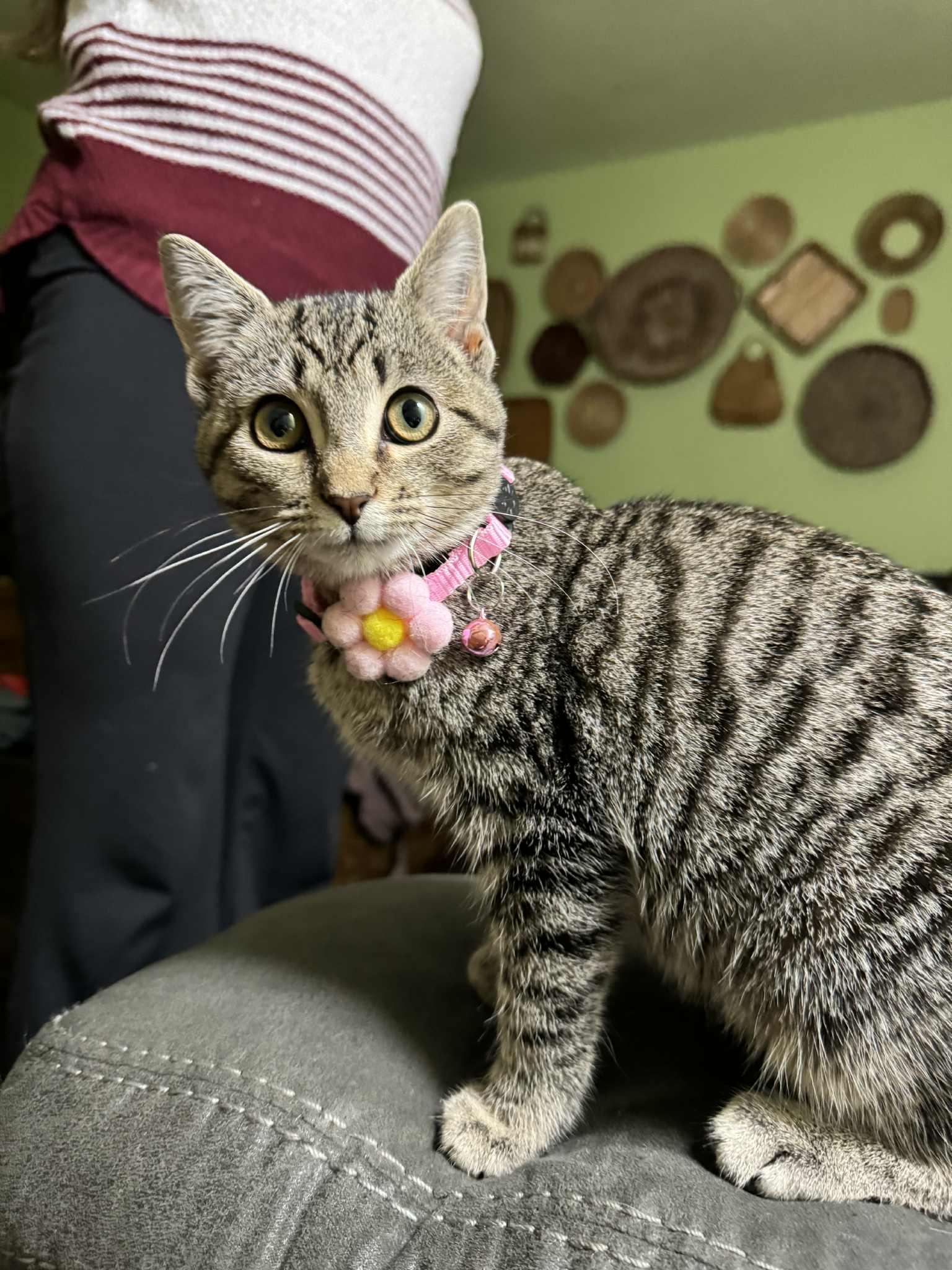 Phoebe, an adoptable mixed breed in Campbellsville, KY image 4/6