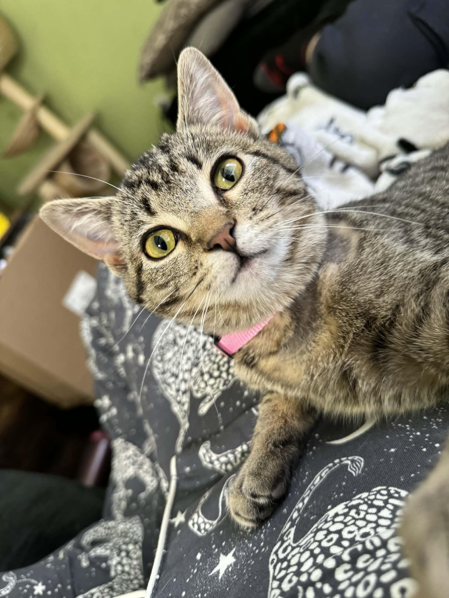 Phoebe, adoptable, Kitten Female Domestic Short Hair & Tabby.