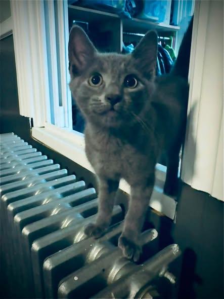 Enlarge Bleu, a Adoptable Domestic Short Hair in Plymouth , PA image 2/2