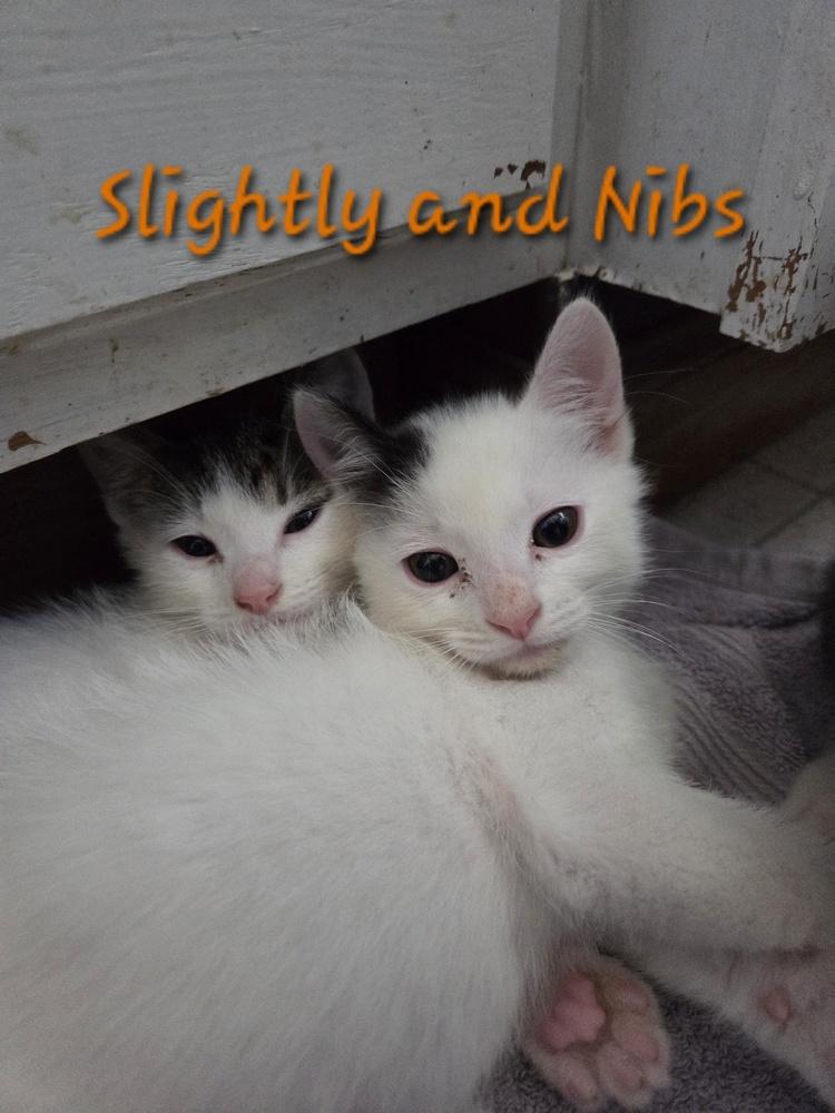 Slightly, Adoptable, Kitten Male Domestic Medium Hair & Domestic Short Hair.