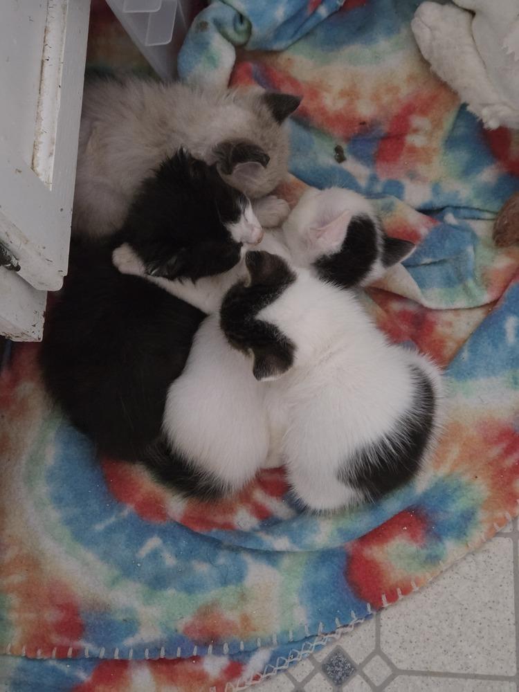 Enlarge Slightly, a Adoptable mixed breed in Moses Lake, WA image 3/6