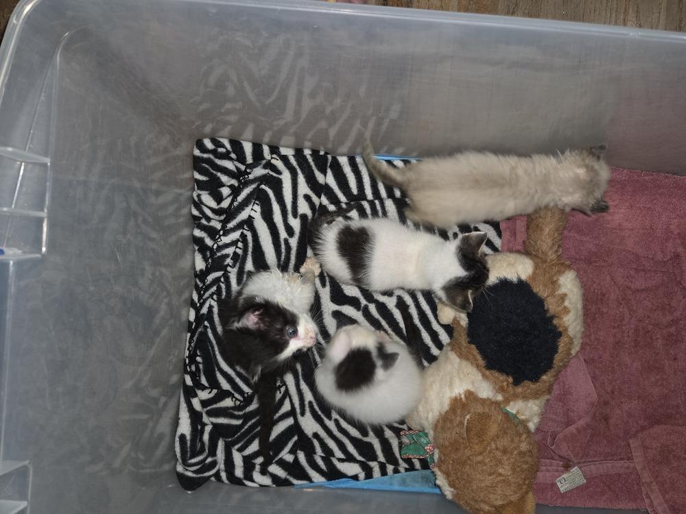 Enlarge Slightly, a Adoptable mixed breed in Moses Lake, WA image 4/6